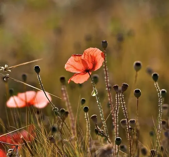 Guest house La Maison Des Collines